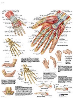 LAMINA: MANO Y ARTICULACION RADIOCARPIANA