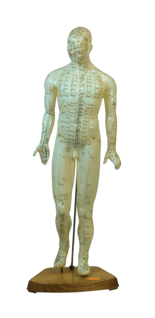 [AE7001] MODELO ACUPUNTURA MASCULINO