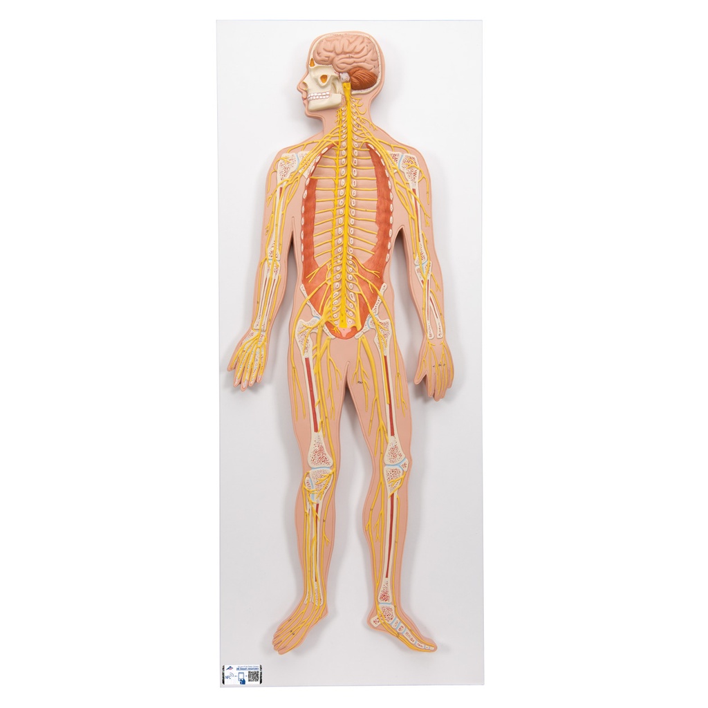 [3B1000231] Nervous System 1/2 SMART ANATOMY 3B SCIENTIFIC